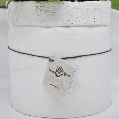 Vaso Collezione "Puglia" - 