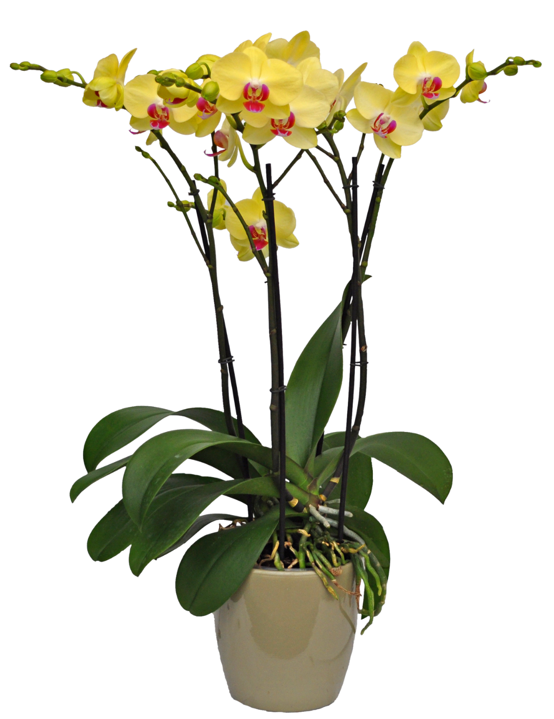 Phalaenopsis Miraflora Ø14
