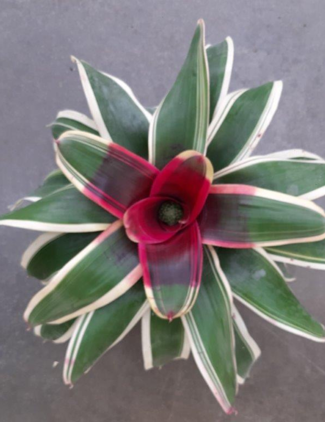 Neoregelia Morado Ø14