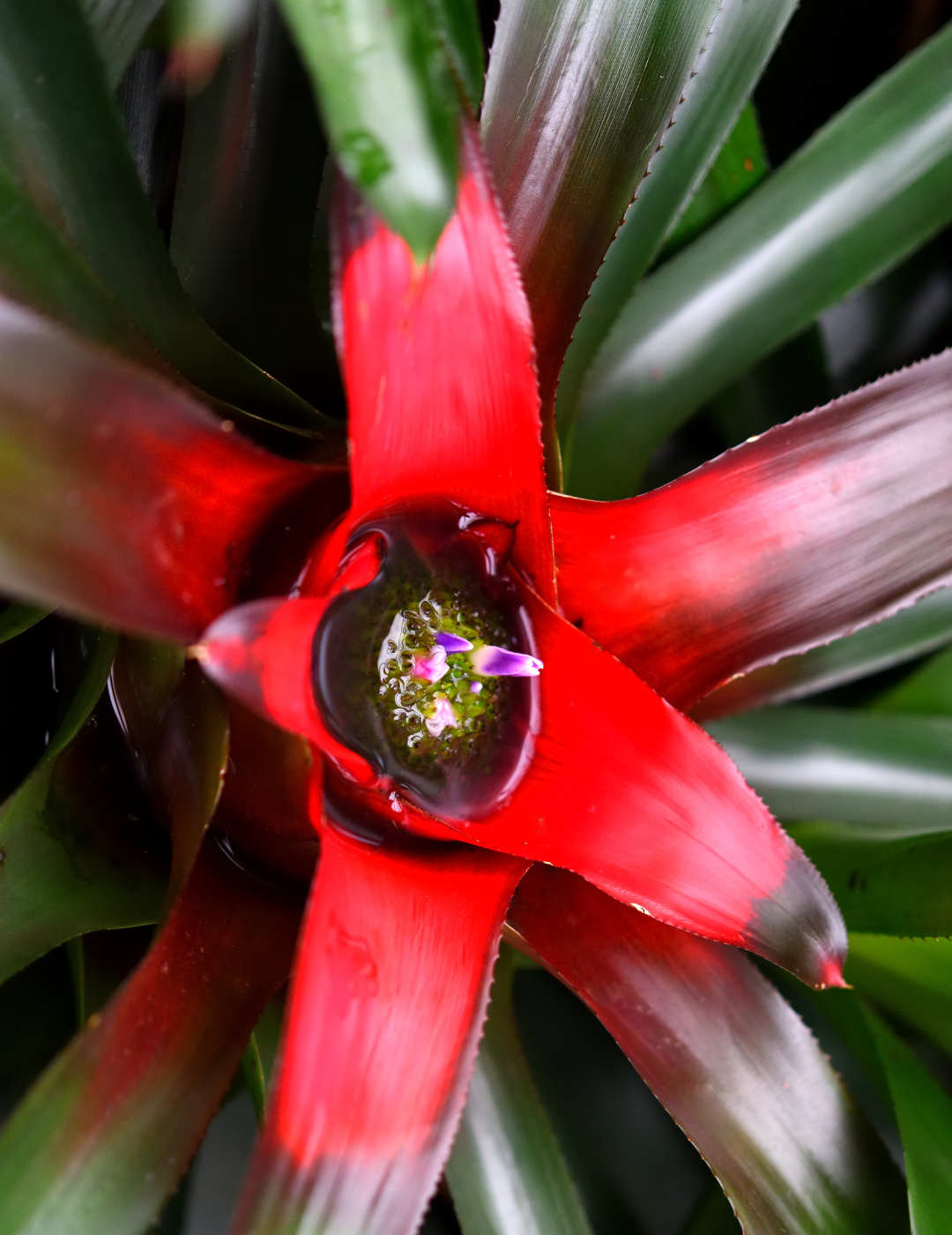 Neoregelia Morado Ø14