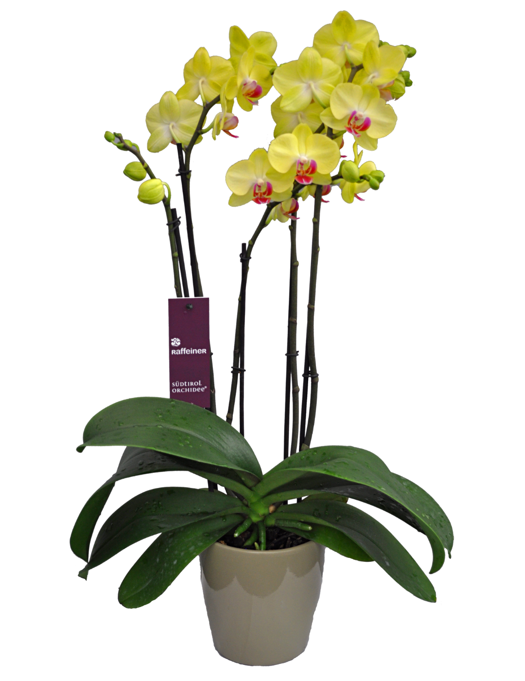 Phalaenopsis Miraflora Ø14