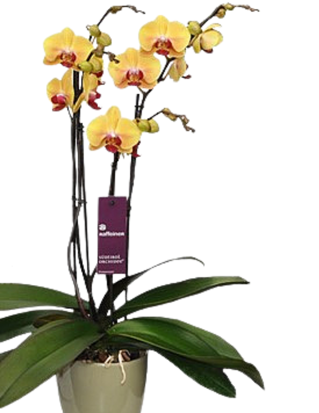 Phalaenopsis Miraflora Ø14