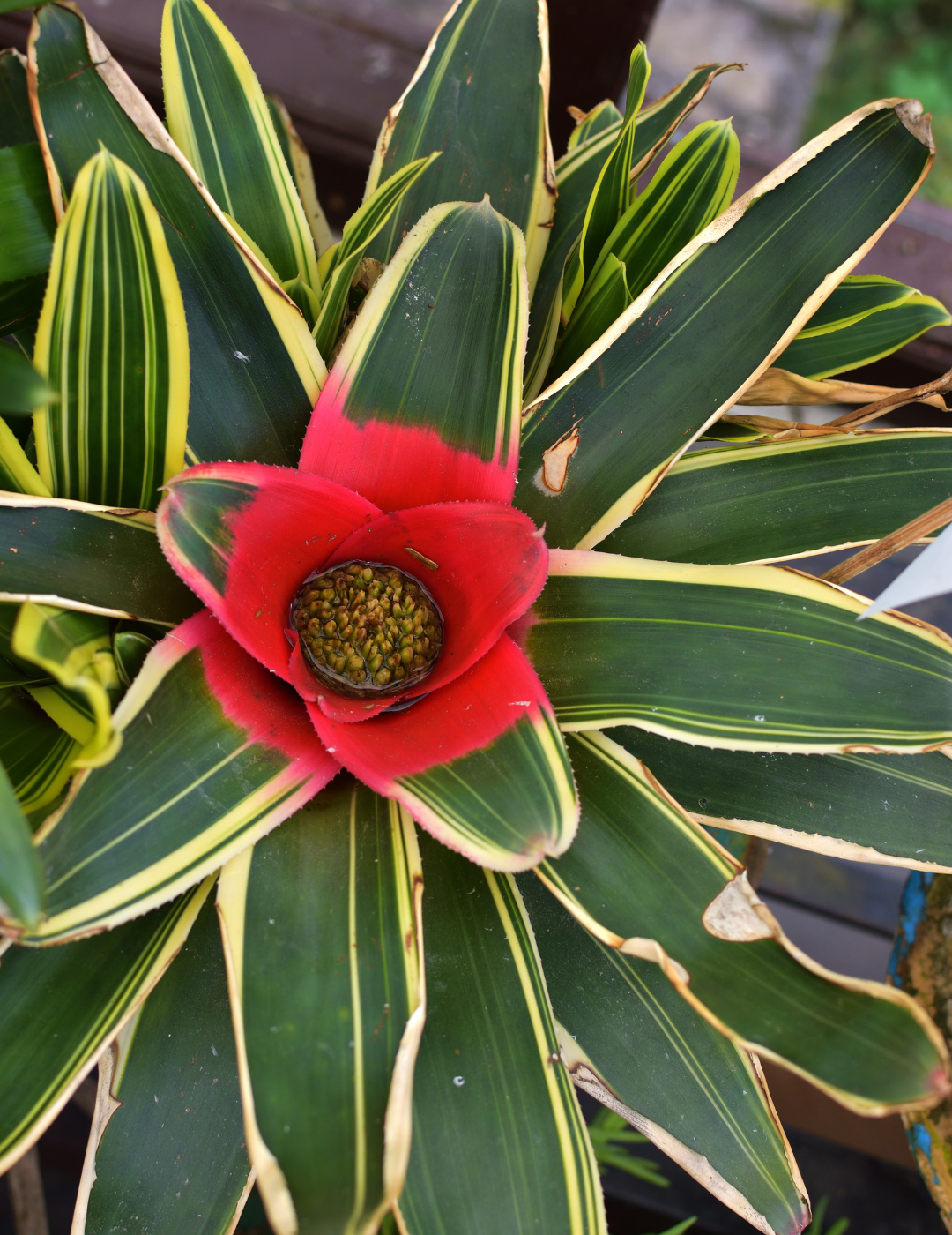 Neoregelia Morado Ø14