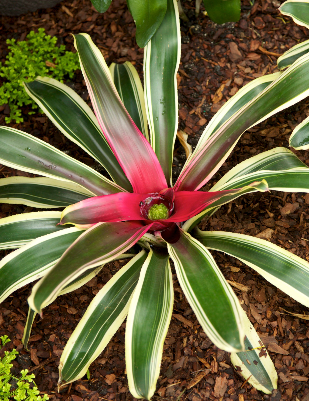 Neoregelia Morado Ø14