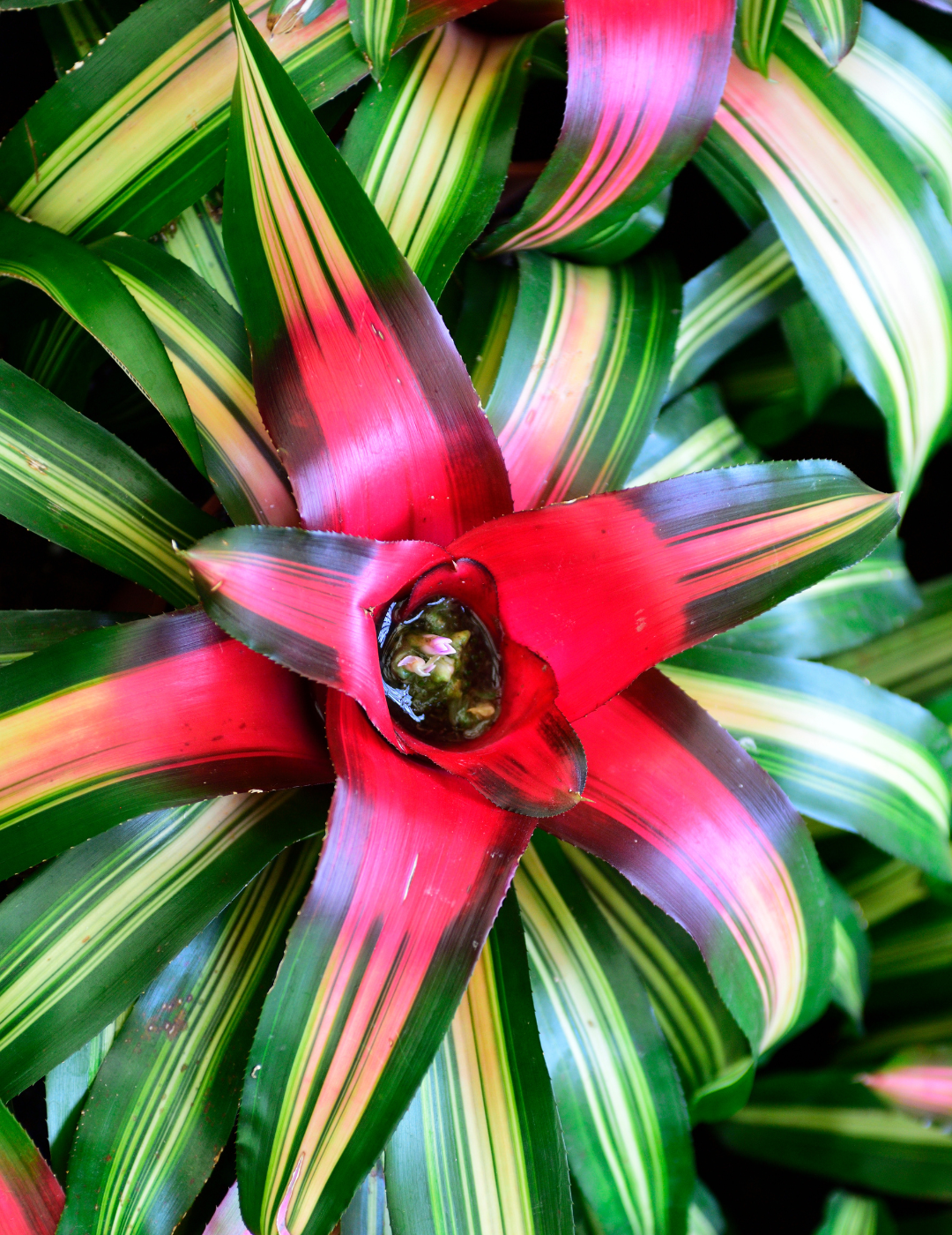Neoregelia Morado Ø14