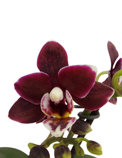 Phalaenopsis Sogo Vipearl Ø9