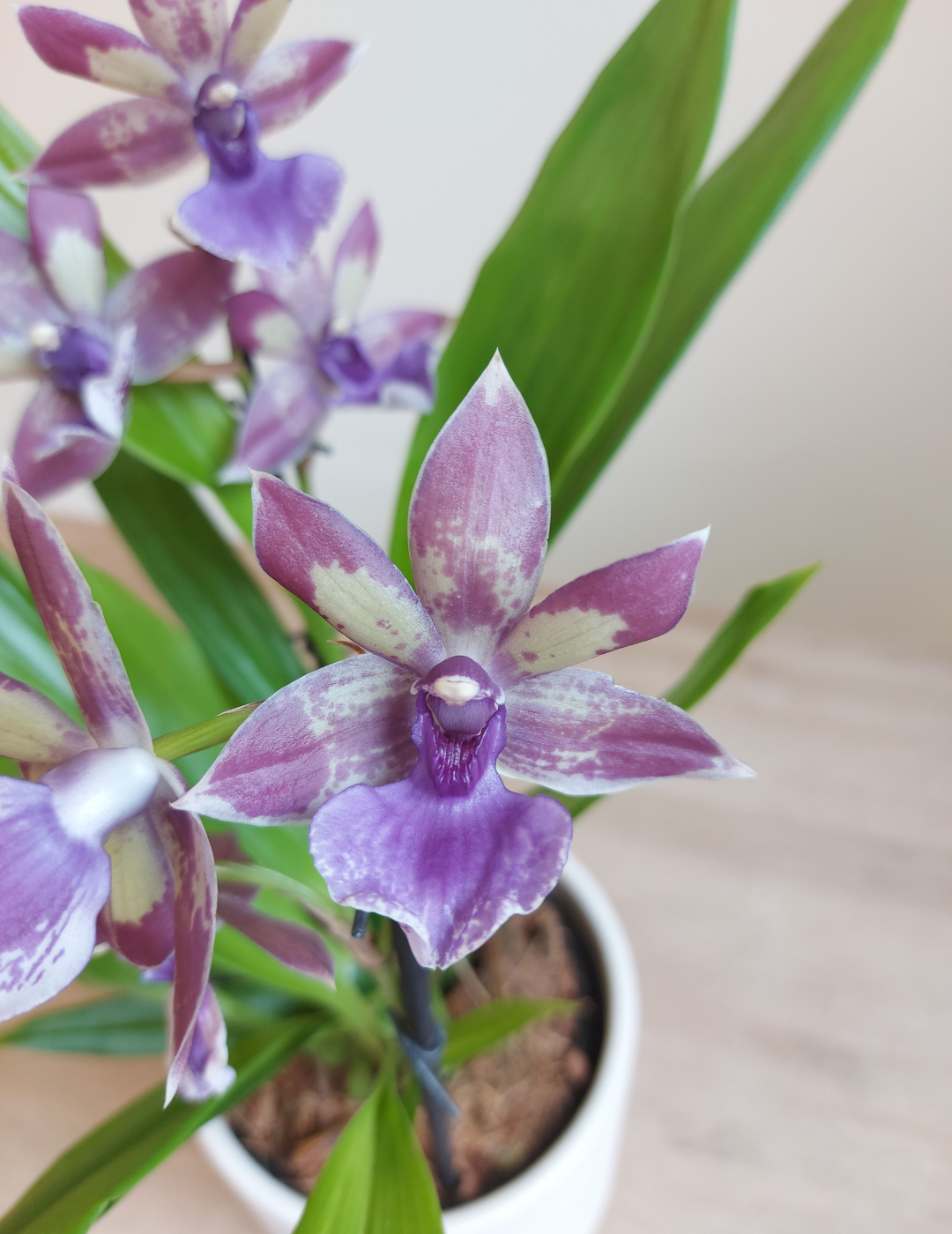 Zygopetalum Blue