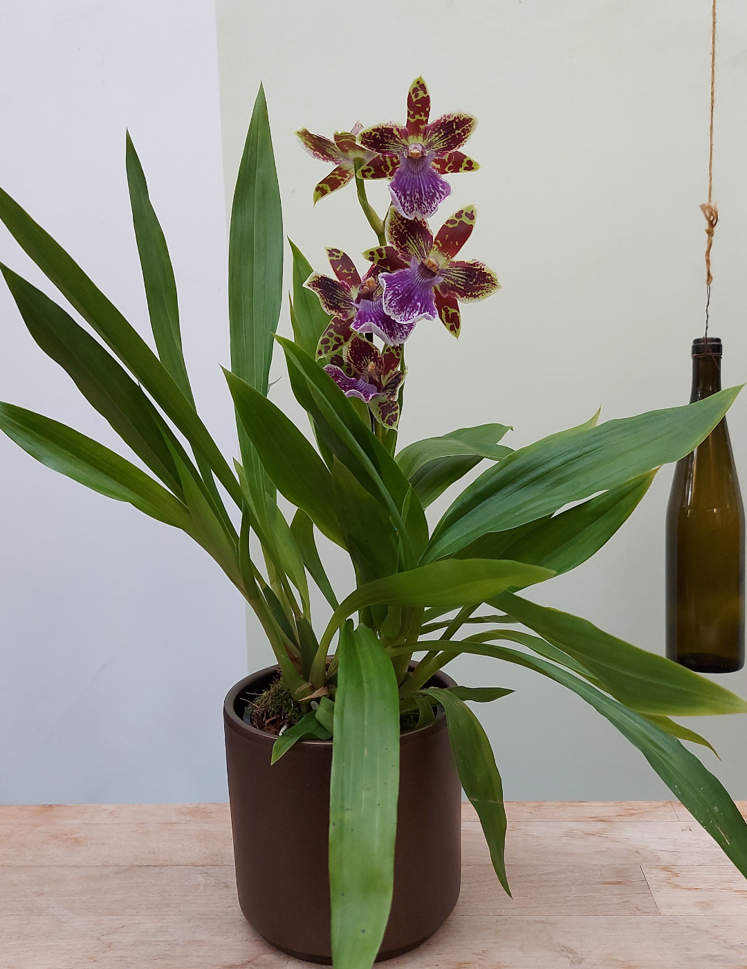 Zygopetalum Tina
