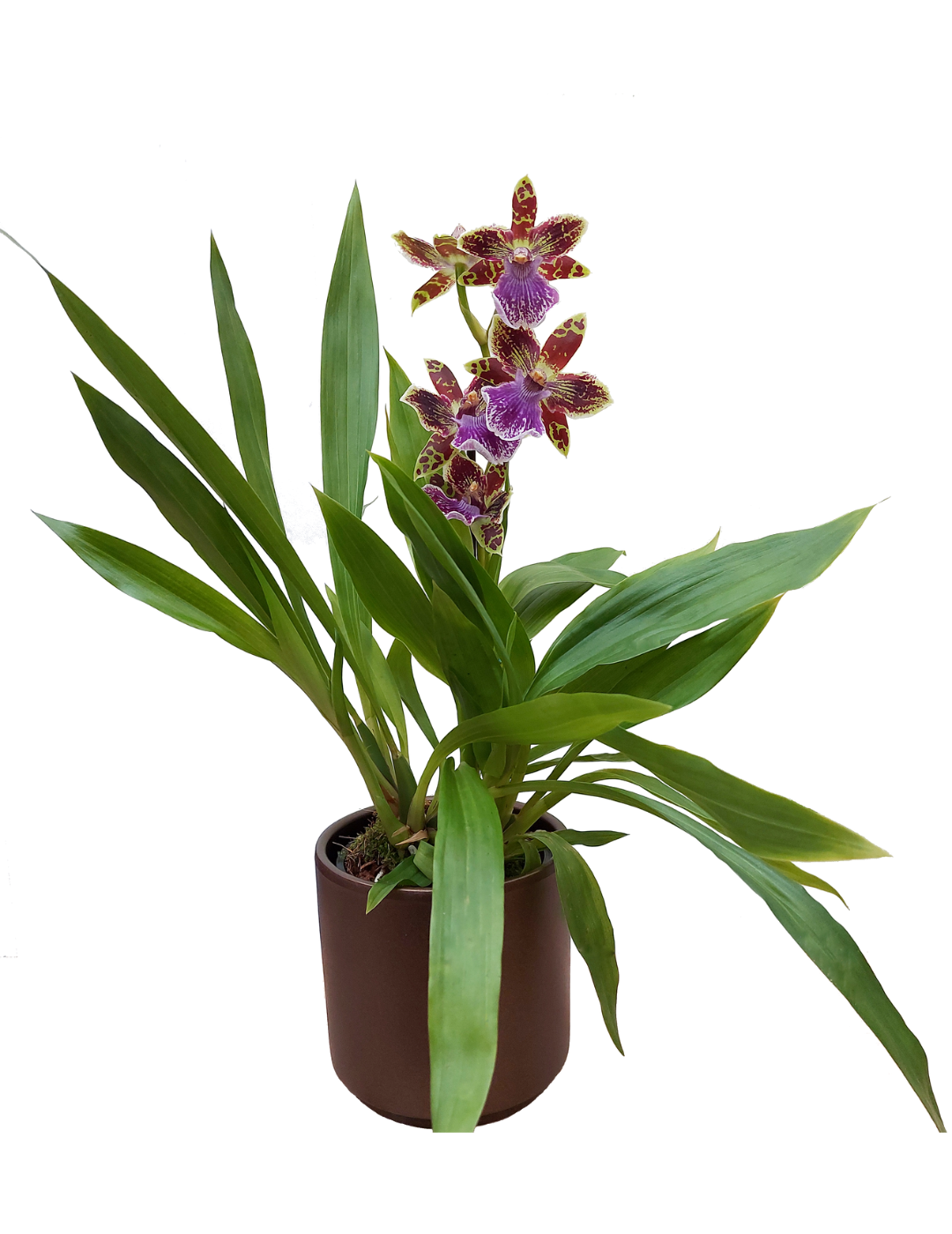 Zygopetalum Tina