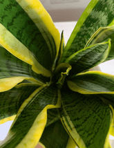 Sansevieria Laurentii - 