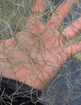 Tillandsia Usneoides - 
